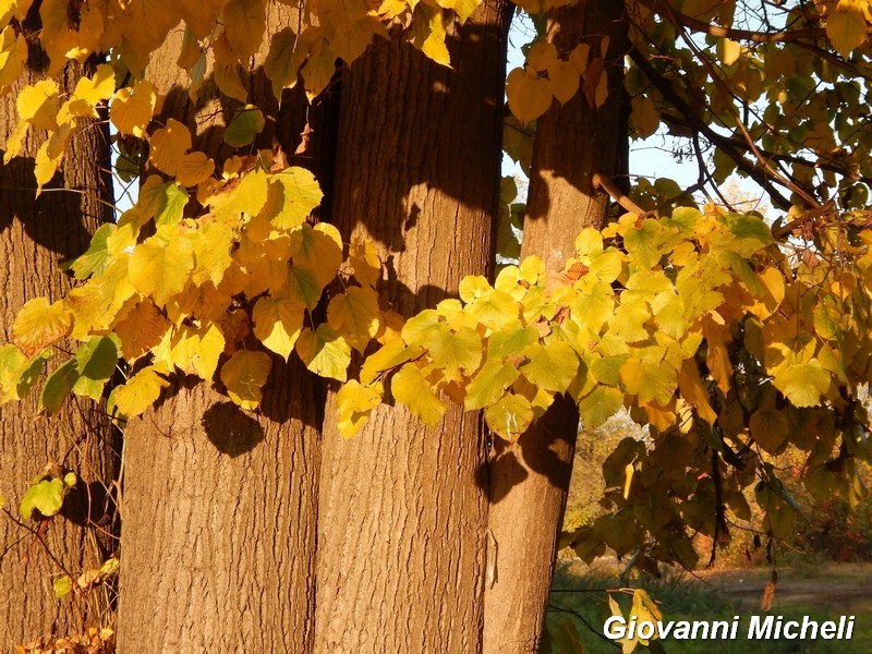 ...Autunno sul Ticino...